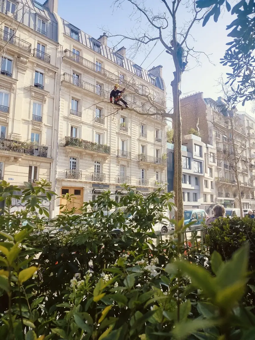 Renaud Lecomte en intervention dans un platane d'alignement devant un immeuble haussmannien à Paris