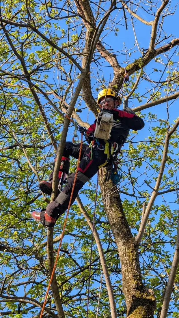 Renaud Lecomte au travail dans un arbre, harnais, cordes et tronçonneuse